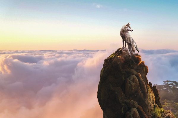 新時代的狼性精神！