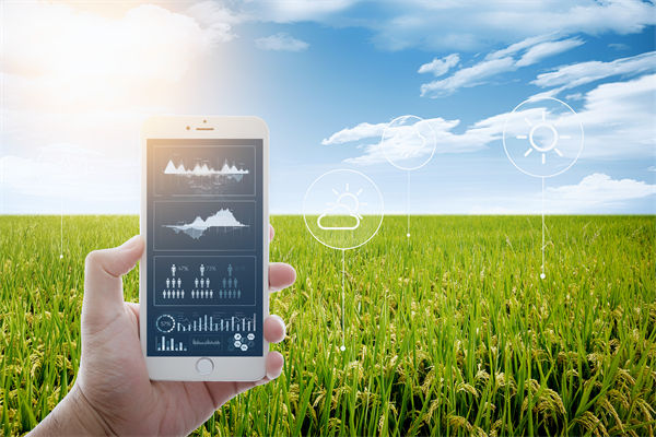 溫州種出2.1米高巨型水稻，精益生產(chǎn)怎么看？