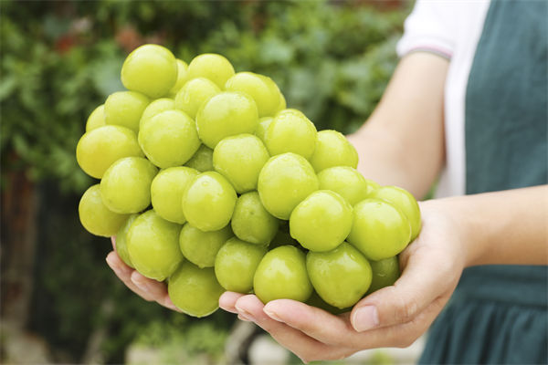 營銷管理咨詢分析：陽光玫瑰因何跌成“地板價”？